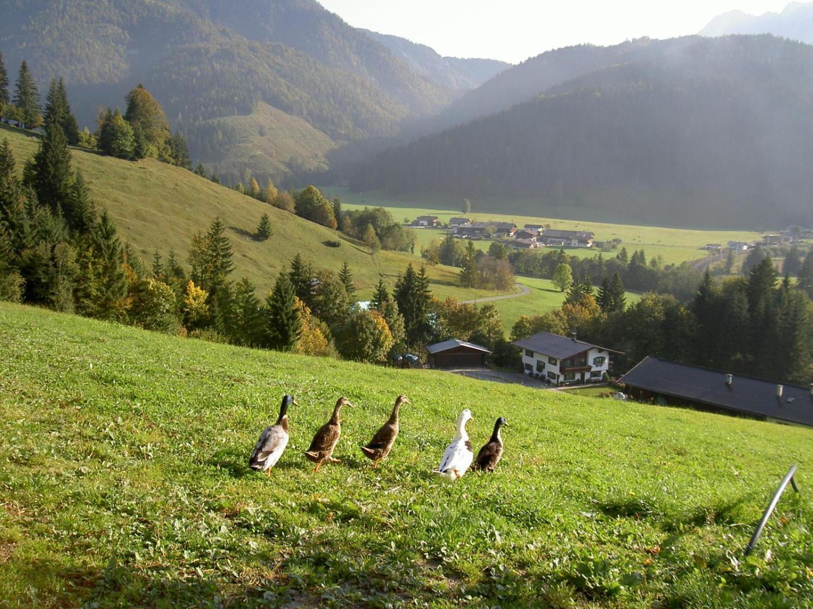 Ferienhof Obertenn Hochfilzen Esterno foto